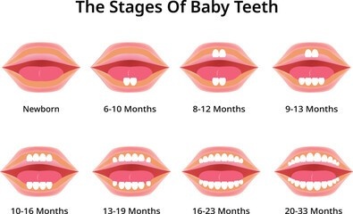 From Drool to First Molars: A Parent’s Guide to Baby Teething Stages